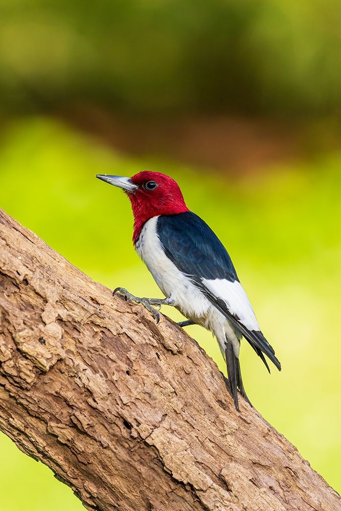 Red-headed Woodpecker on dead tree-Marion County-Illinois art print by Richard and Susan Day for $57.95 CAD