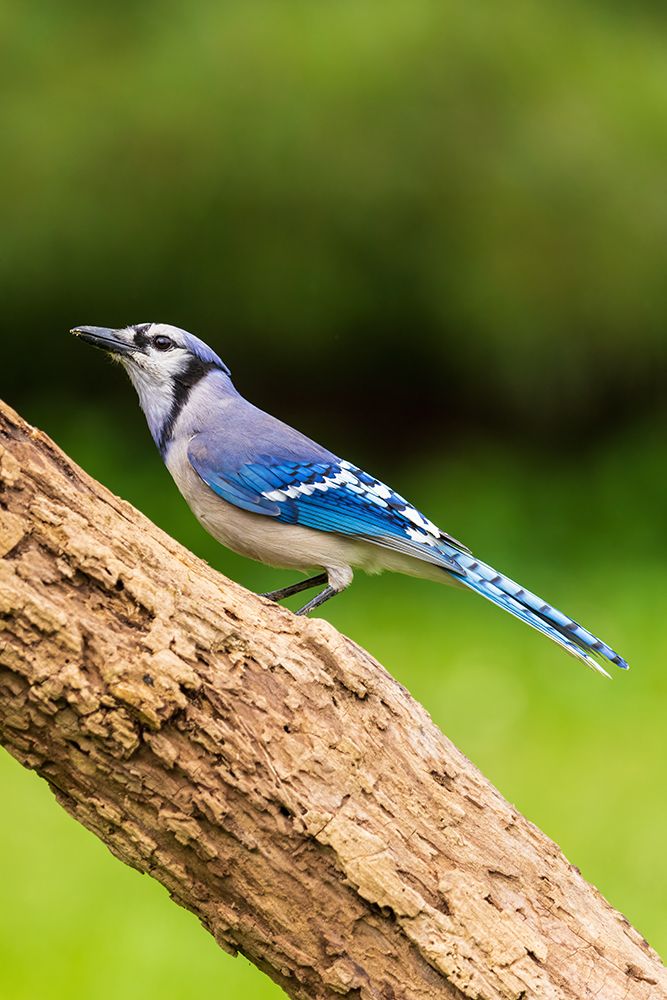 Blue Jay-Marion County-Illinois art print by Richard and Susan Day for $57.95 CAD