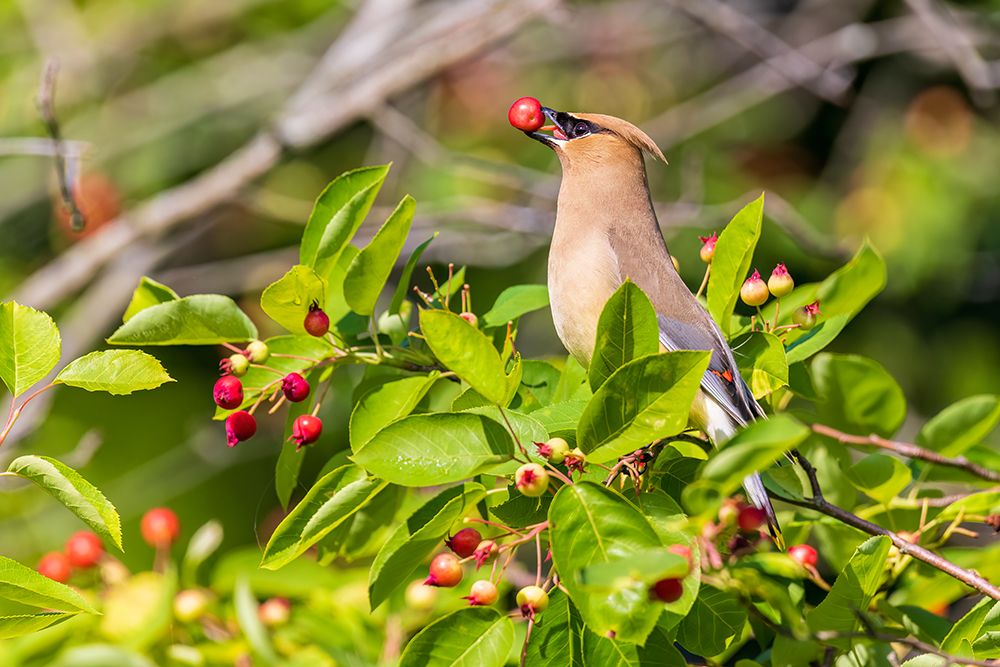 Cedar Waxwing eating Serviceberries-Marion County-Illinois art print by Richard and Susan Day for $57.95 CAD