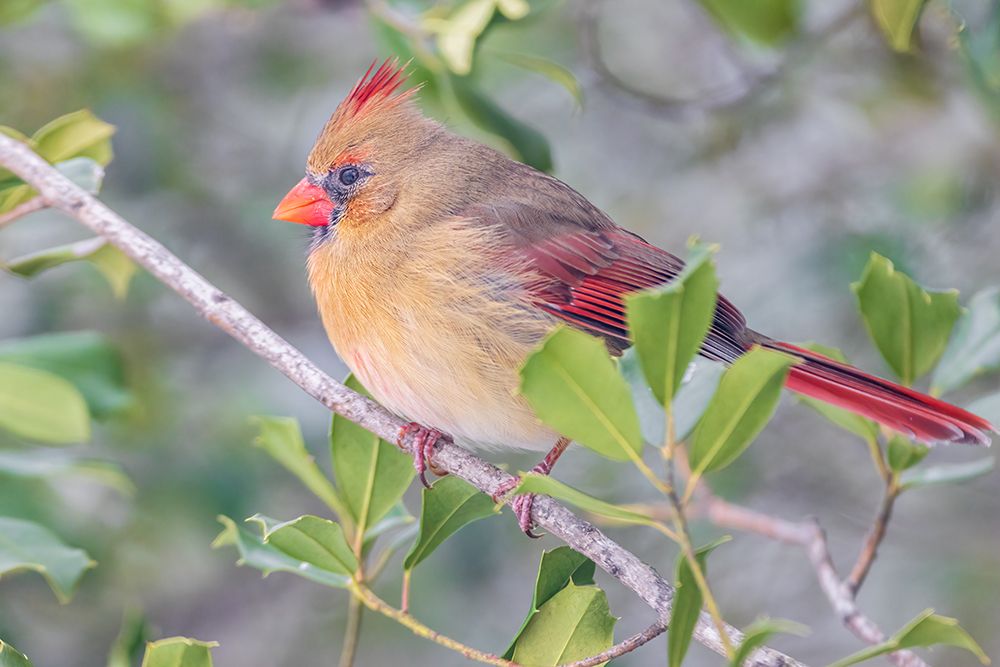 Northern Cardinal female in American Holly tree-Marion County-Illinois art print by Richard and Susan Day for $57.95 CAD