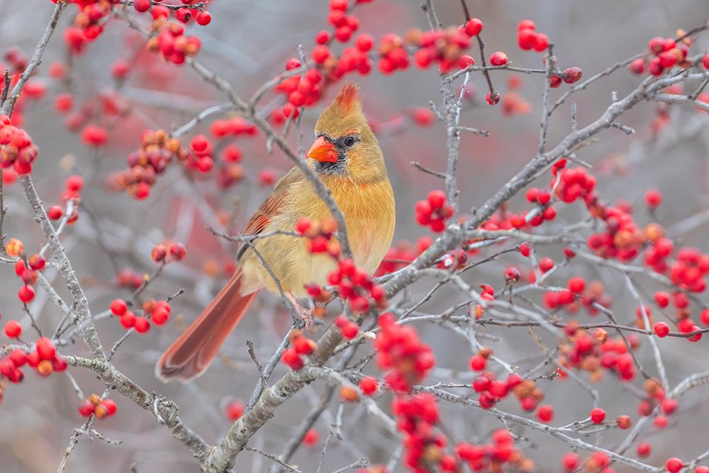 Northern Cardinal female in Winterberry bush-Marion County-Illinois art print by Richard and Susan Day for $57.95 CAD