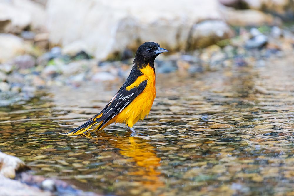 Baltimore Oriole male bathing-Marion County-Illinois art print by Richard and Susan Day for $57.95 CAD