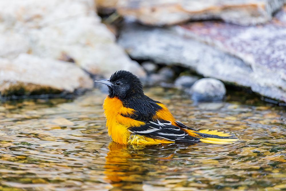 Baltimore Oriole male bathing-Marion County-Illinois art print by Richard and Susan Day for $57.95 CAD