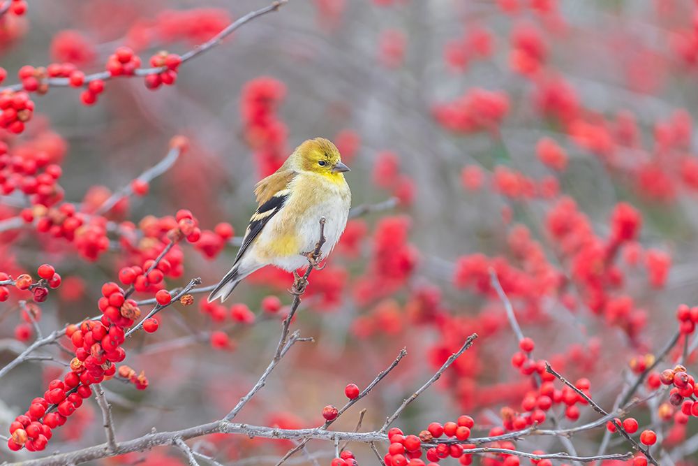 American Goldfinch in winter plumage in Winterberry bush-Marion County-Illinois art print by Richard and Susan Day for $57.95 CAD