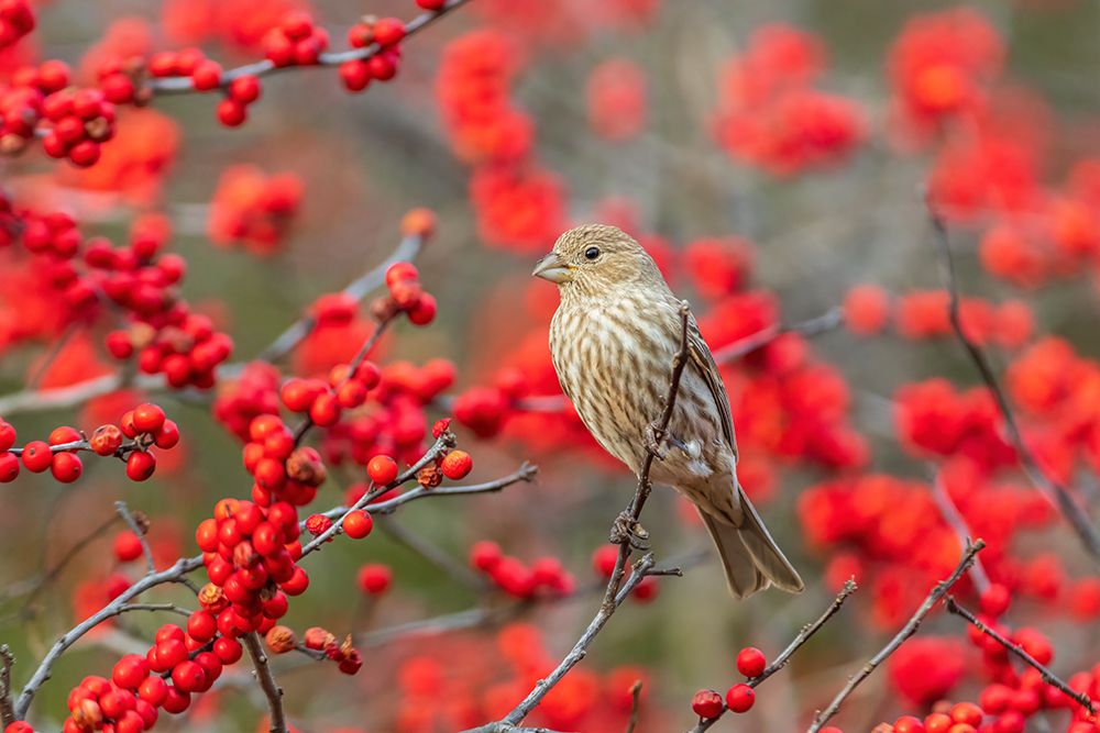 House Finch female in Winterberry bush-Marion County-Illinois art print by Richard and Susan Day for $57.95 CAD