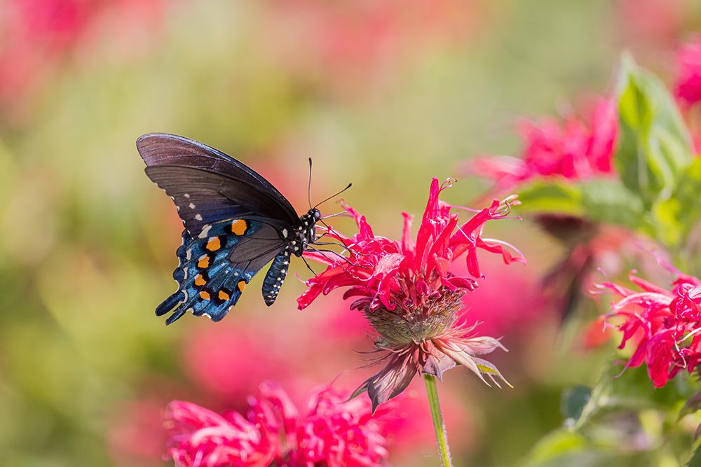 Pipevine Swallowtail on Scarlet Bee Balm-Marion County-Illinois art print by Richard and Susan Day for $57.95 CAD