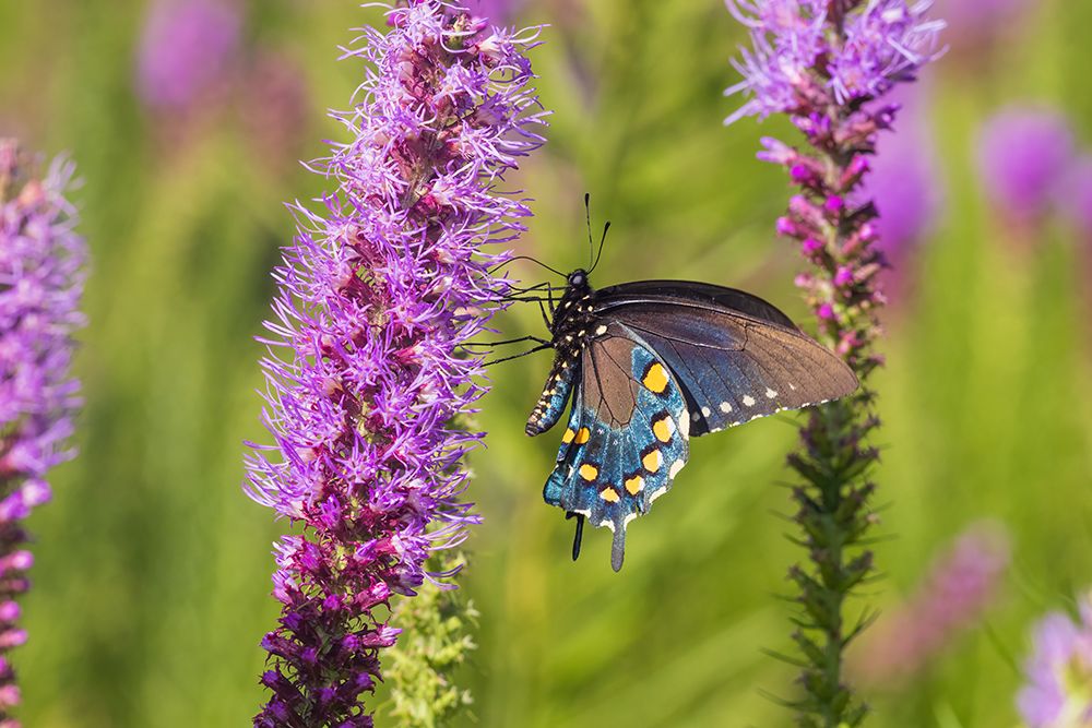Pipevine Swallowtail on Prairie Blazing Star-Rock Cave National Park-Effingham County-Illinois art print by Richard and Susan Day for $57.95 CAD