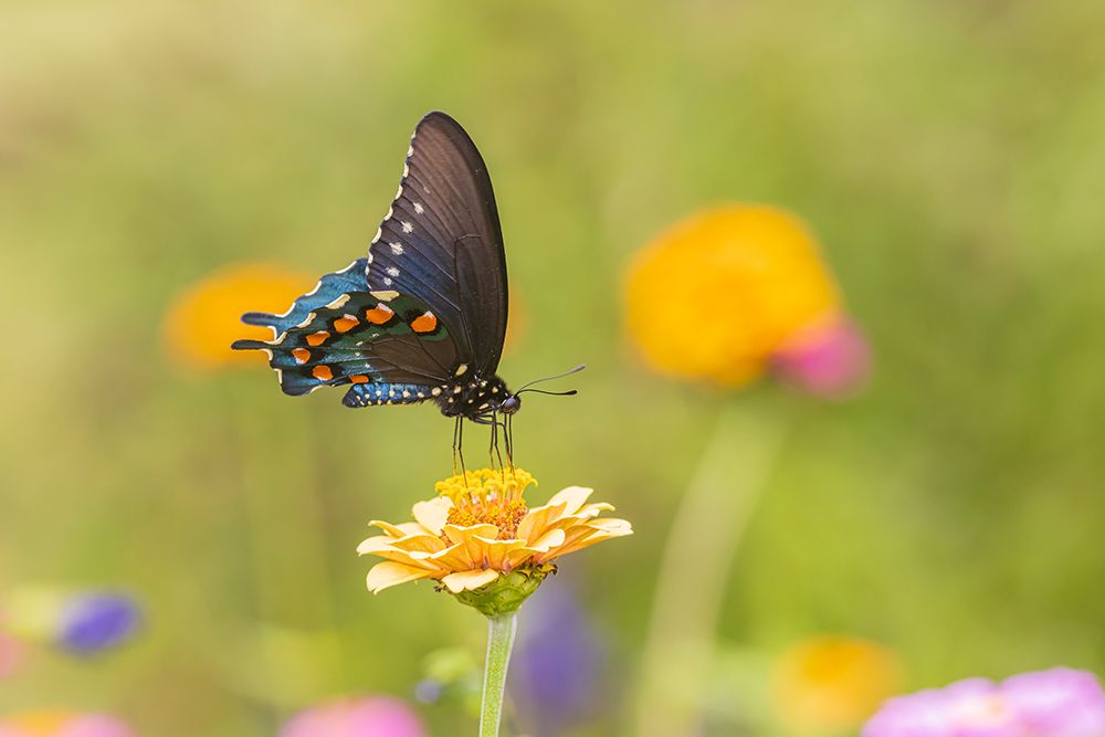 Pipevine Swallowtail male on zinnia in flower garden-Marion County-Illinois art print by Richard and Susan Day for $57.95 CAD