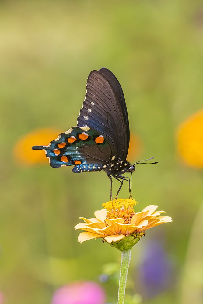 Pipevine Swallowtail male on zinnia in flower garden-Marion County-Illinois art print by Richard and Susan Day for $57.95 CAD