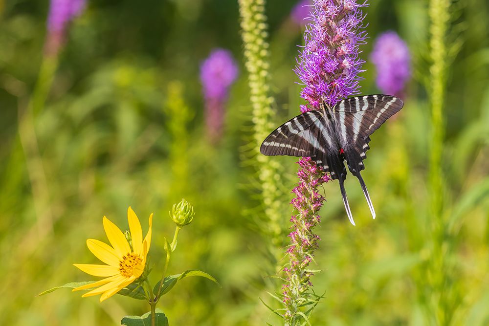 Zebra Swallowtail on Prairie blazing star-Rock Cave Nature Preserve-Effingham County-Illinois art print by Richard and Susan Day for $57.95 CAD