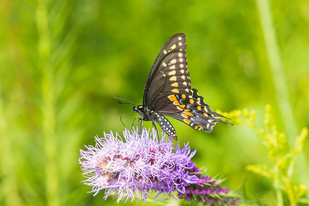 Black Swallowtail male on Prairie blazing star-Rock Cave Preserve-Effingham County-Illinois art print by Richard and Susan Day for $57.95 CAD