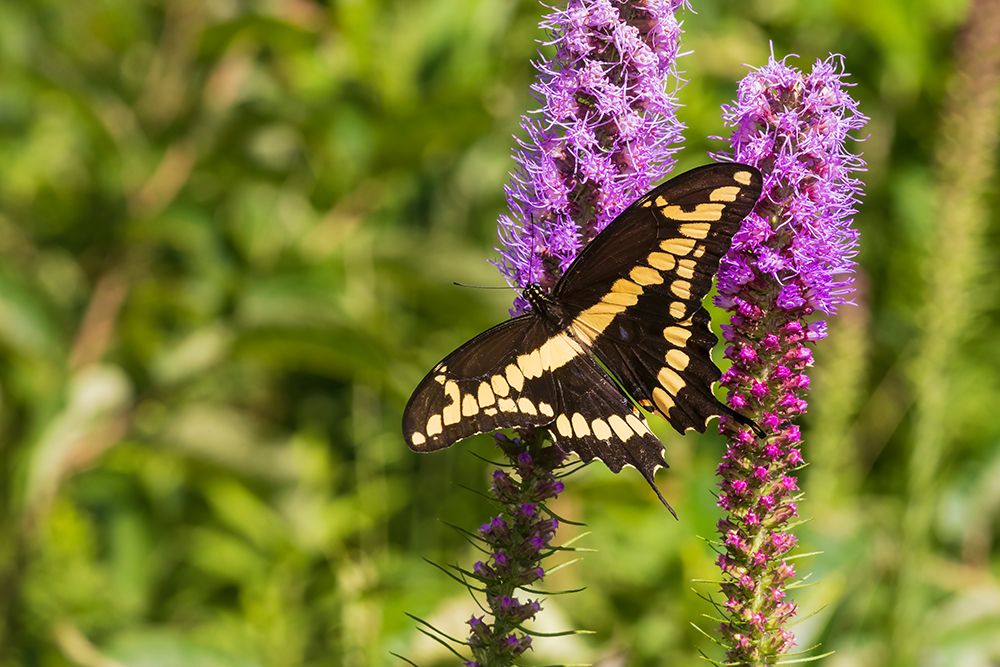 Giant Swallowtail on Prairie blazing star-Rock Cave Nature Preserve-Effingham County-Illinois art print by Richard and Susan Day for $57.95 CAD