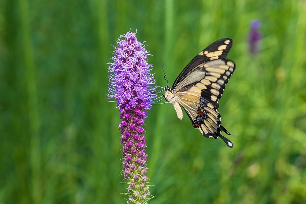 Giant Swallowtail on Prairie blazing star-Rock Cave Nature Preserve-Effingham County-Illinois art print by Richard and Susan Day for $57.95 CAD