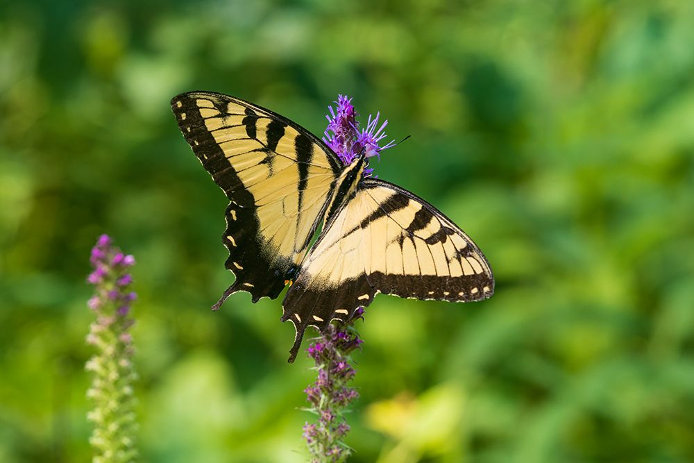 Eastern Tiger Swallowtail on Prairie blazing star-Rock Cave Nature Preserve-Effingham County-IL art print by Richard and Susan Day for $57.95 CAD