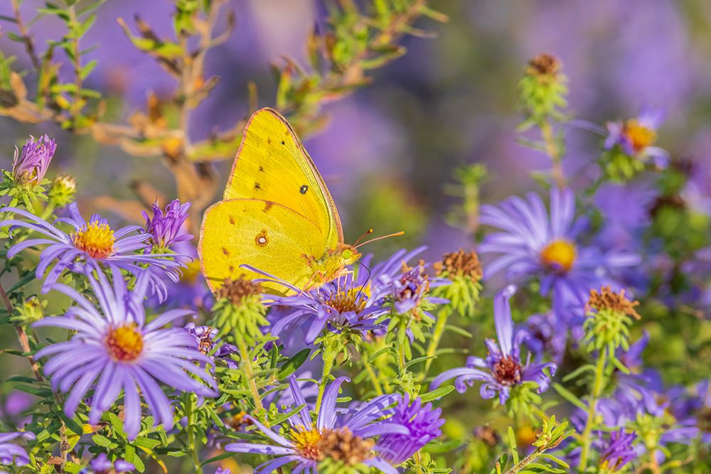 Orange Sulphur on Frikarts Aster-Marion County-Illinois art print by Richard and Susan Day for $57.95 CAD