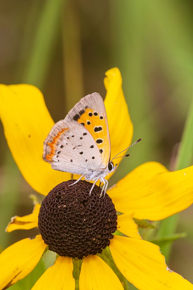 American Copper on Black-eyed Susan Lawrence County-Illinois art print by Richard and Susan Day for $57.95 CAD