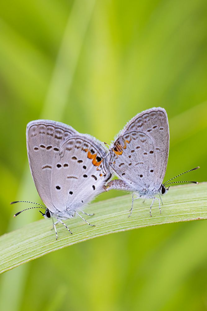 Eastern Tailed-Blues mating in prairie-Marion County-Illinois art print by Richard and Susan Day for $57.95 CAD