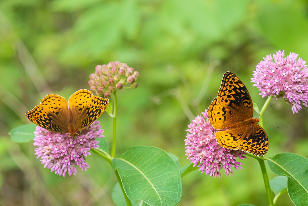 Great Spangled Fritillaries on Purple Milkweed-Marion County-Illinois art print by Richard and Susan Day for $57.95 CAD