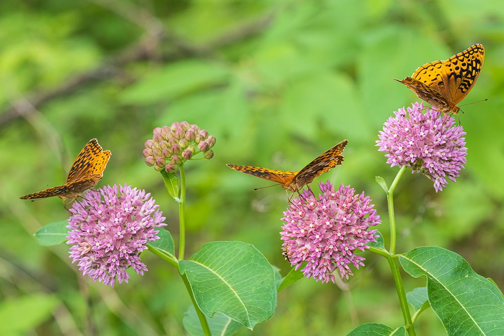 Great Spangled Fritillaries on Purple Milkweed-Marion County-Illinois art print by Richard and Susan Day for $57.95 CAD