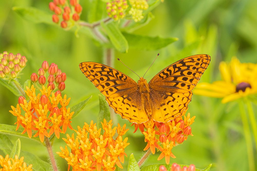 Great Spangled Fritillary-Marion County-Illinois-USA art print by Richard and Susan Day for $57.95 CAD