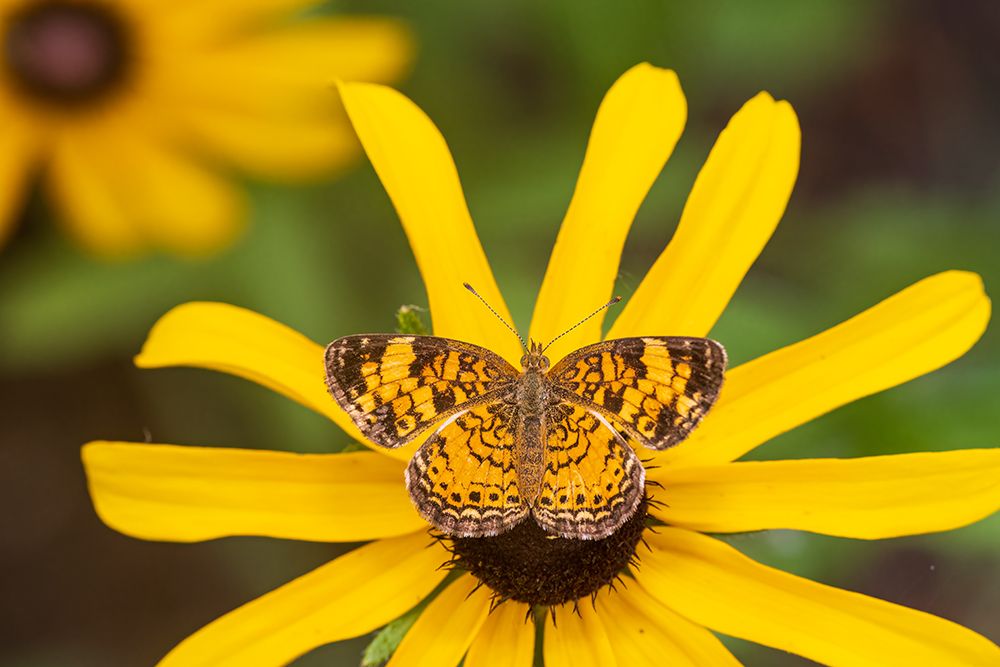 Pearl Crescent on Black-eyed Susan-Marion County-Illinois art print by Richard and Susan Day for $57.95 CAD