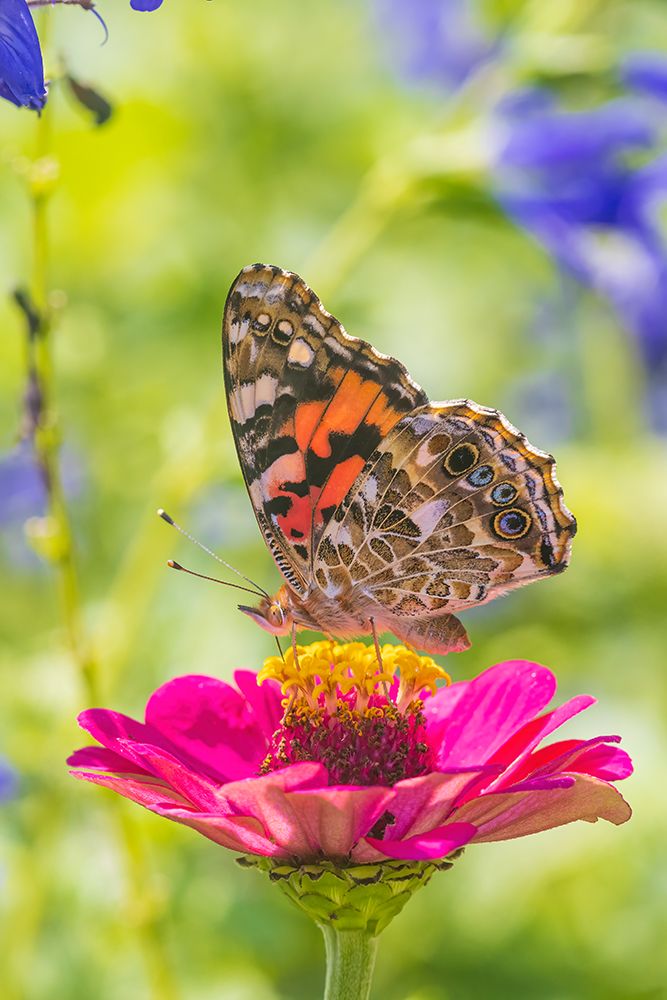 Painted Lady on zinnia-Marion County-Illinois art print by Richard and Susan Day for $57.95 CAD