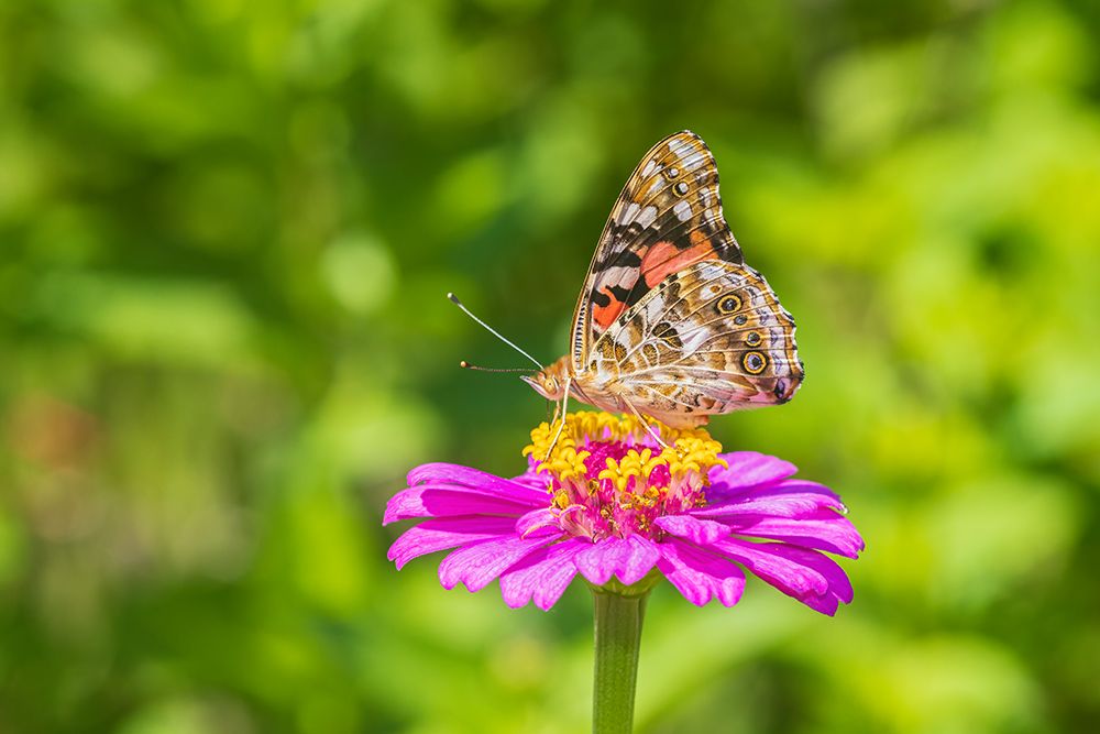 Painted Lady on zinnia-Marion County-Illinois art print by Richard and Susan Day for $57.95 CAD