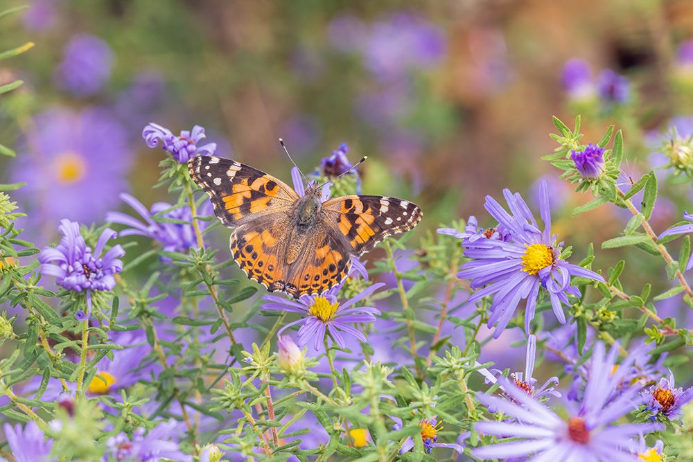 Painted Lady on Frikarts Aster-Marion County-Illinois art print by Richard and Susan Day for $57.95 CAD