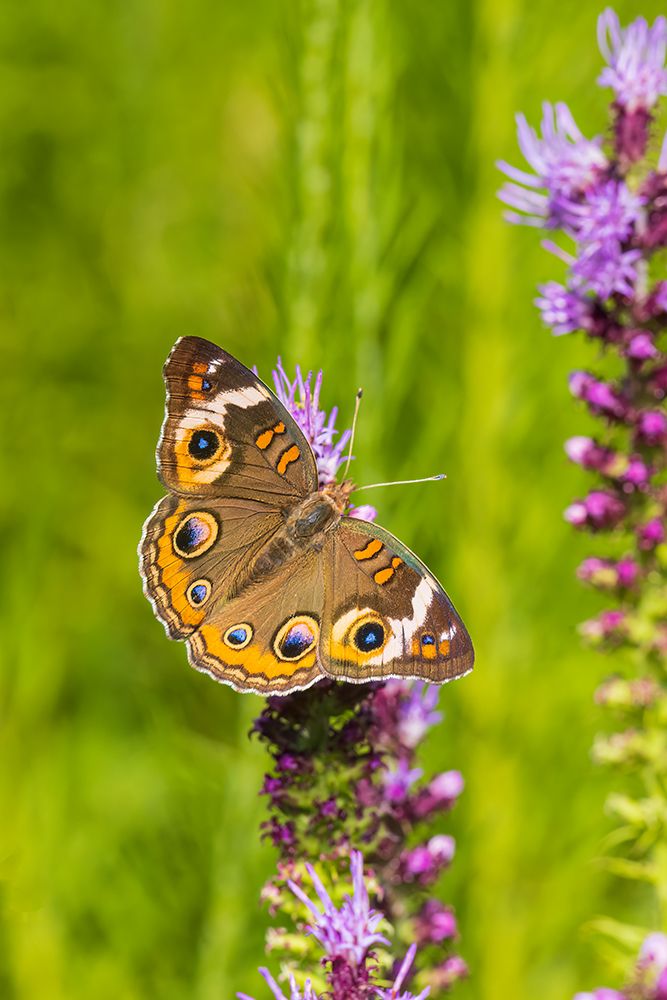 Common Buckeye on Prairie Blazing Star-Effingham County-Illinois art print by Richard and Susan Day for $57.95 CAD