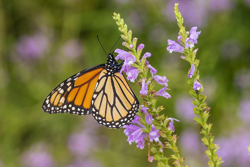 Monarch on Obedient Plant Lawrence County-Illinois art print by Richard and Susan Day for $57.95 CAD