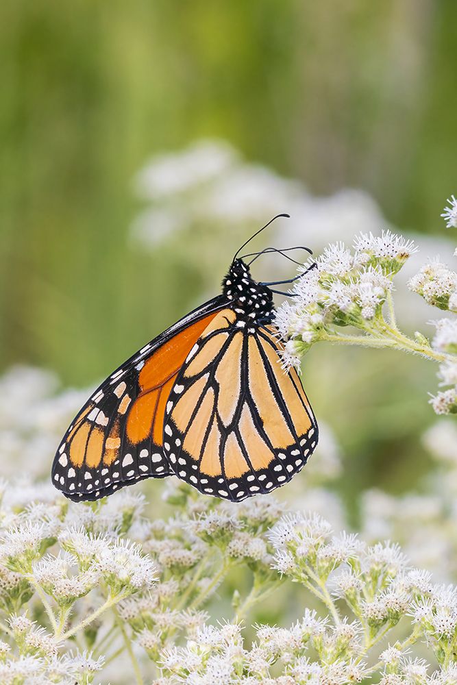 Monarch on Common Boneset-Marion County-Illinois art print by Richard and Susan Day for $57.95 CAD