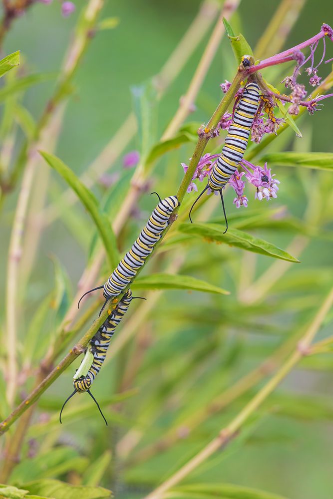 Monarch caterpillars feeding on Swamp Milkweed-Marion County-Illinois art print by Richard and Susan Day for $57.95 CAD