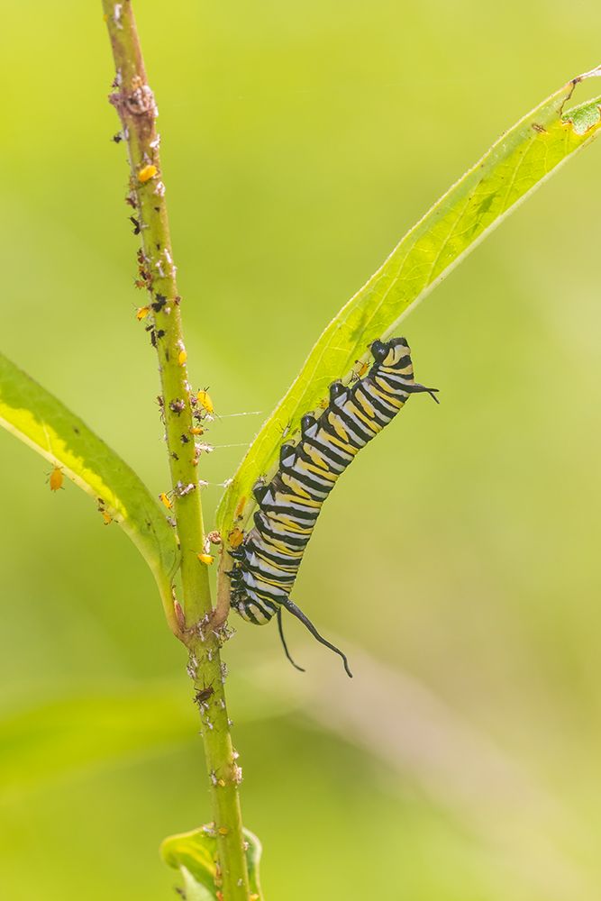 Monarch caterpillar feeding on Swamp Milkweed-Marion County-Illinois art print by Richard and Susan Day for $57.95 CAD