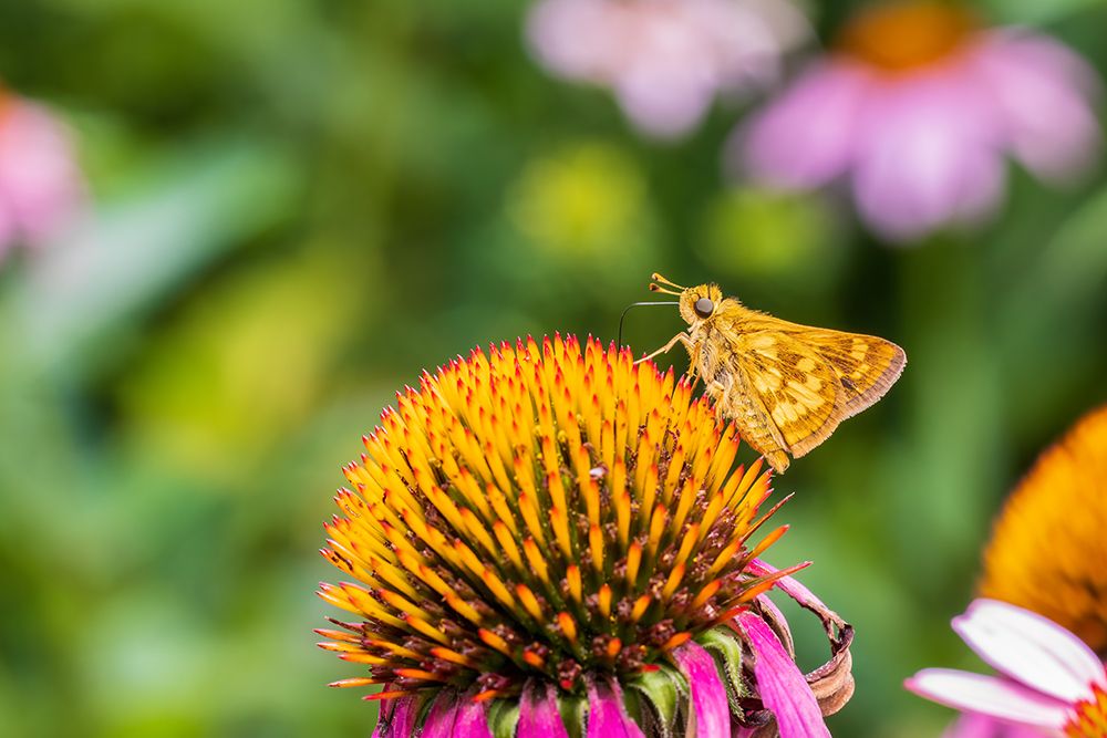 Pecks Skipper on Purple Coneflower-Marion County-Illinois art print by Richard and Susan Day for $57.95 CAD