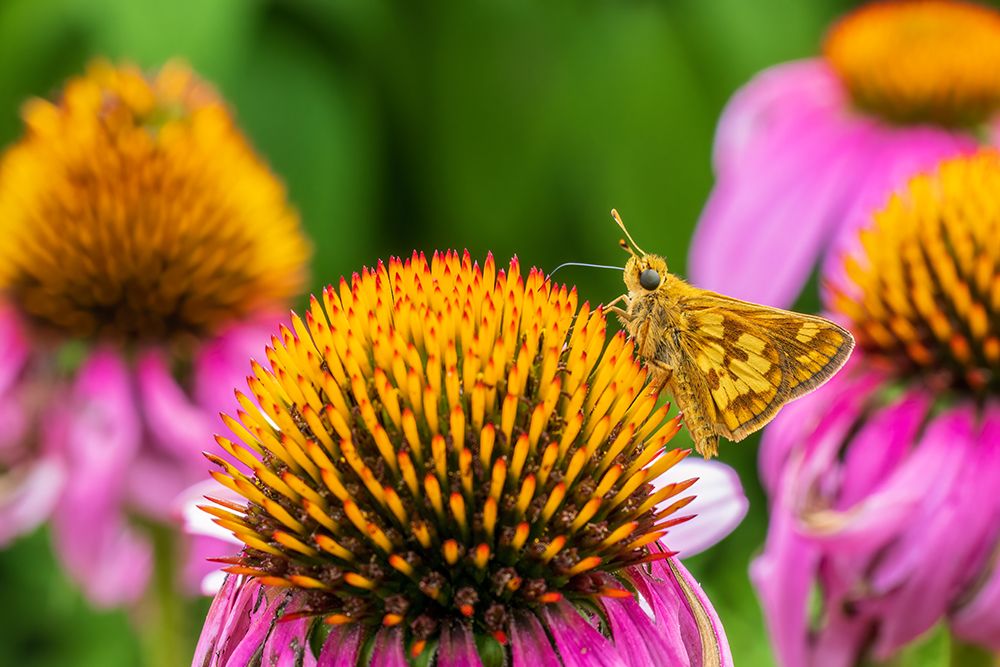 Pecks Skipper on Purple Coneflower-Marion County-Illinois art print by Richard and Susan Day for $57.95 CAD
