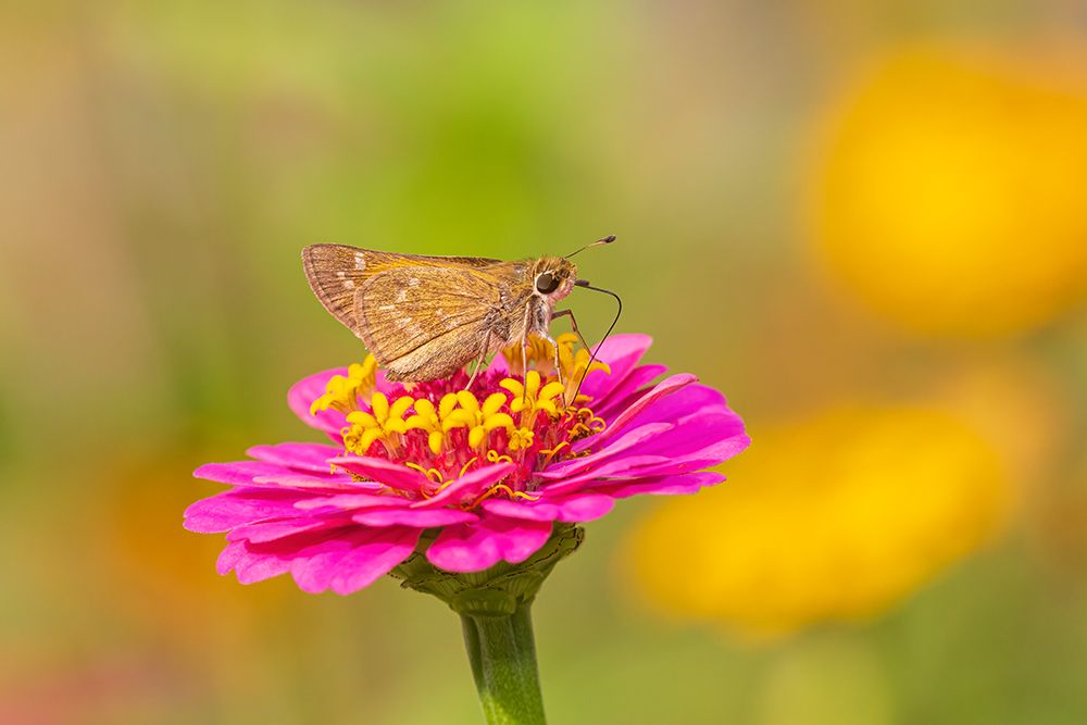 Sachem skipper female on Zinnia-Marion County-Illinois art print by Richard and Susan Day for $57.95 CAD