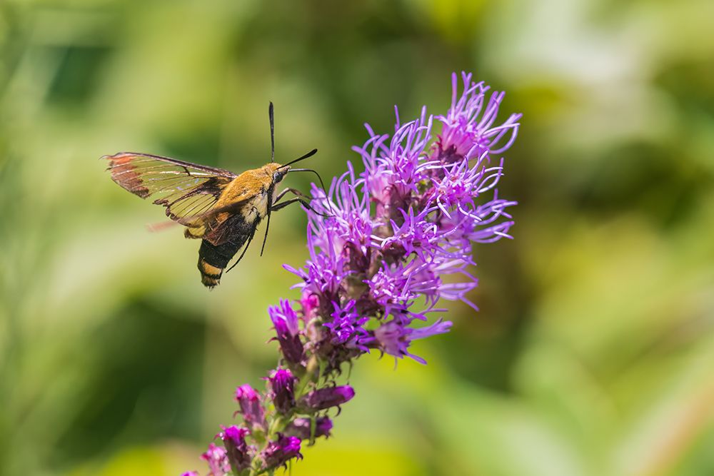 Snowberry Clearwing at Prairie Blazing Star-Effingham County-Illinois art print by Richard and Susan Day for $57.95 CAD