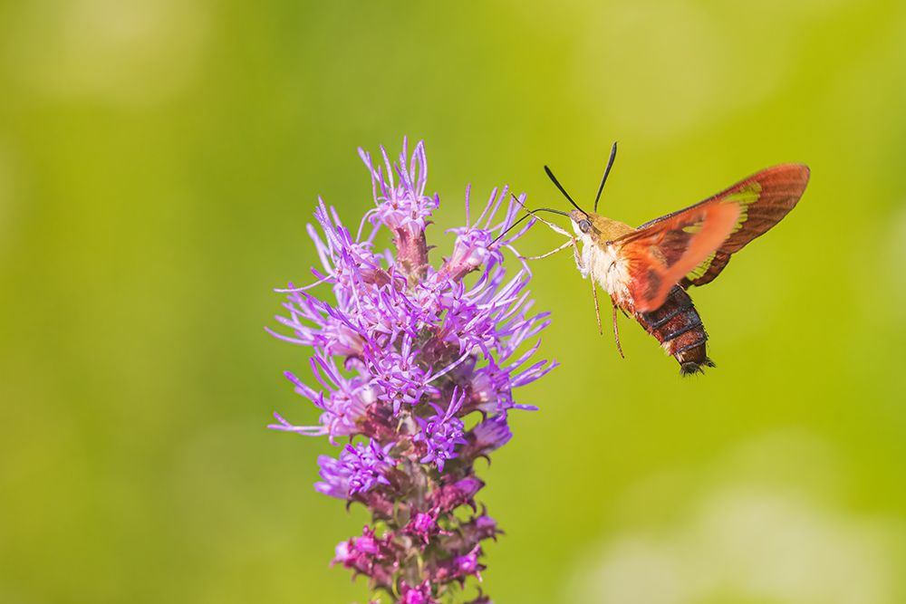 Hummingbird Clearwing moth at Prairie Blazing Star-Effingham County-Illinois art print by Richard and Susan Day for $57.95 CAD