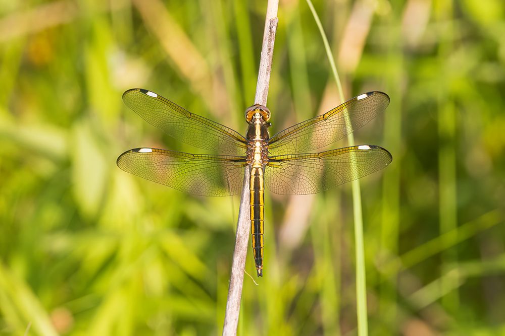 Spangled Skimmer female-Marion County-Illinois art print by Richard and Susan Day for $57.95 CAD