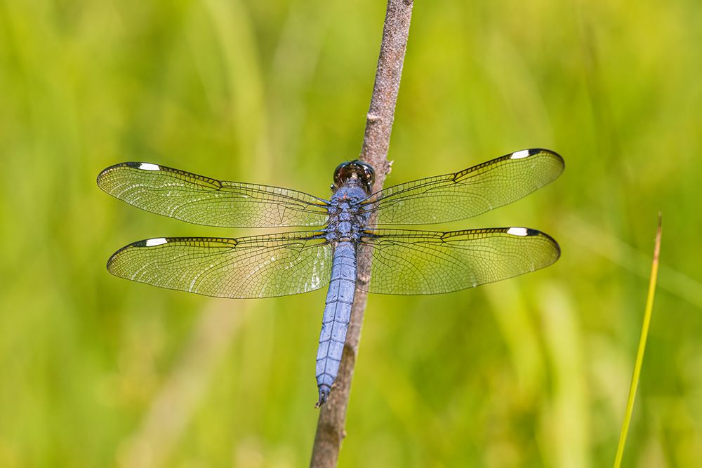 Spangled Skimmer male-Marion County-Illinois art print by Richard and Susan Day for $57.95 CAD