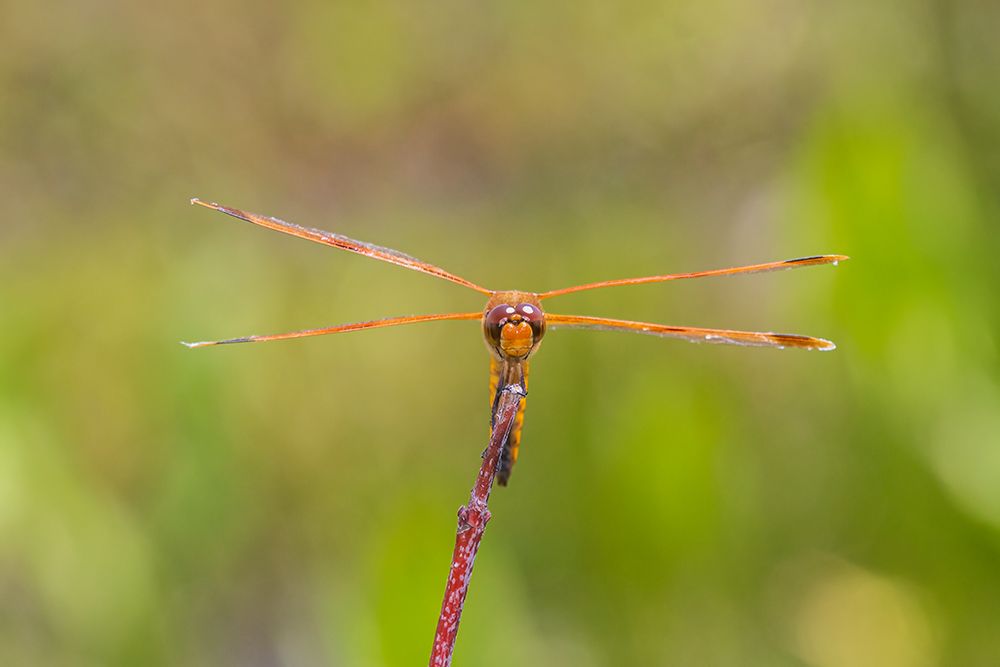 Painted Skimmer-Marion County-Illinois art print by Richard and Susan Day for $57.95 CAD