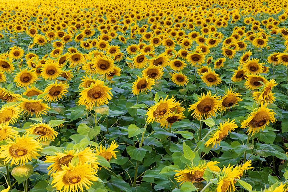 Sunflower field in bloom Jasper County-Illinois art print by Richard and Susan Day for $57.95 CAD