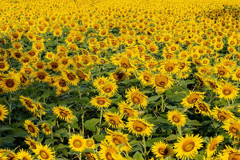 Sunflower field in bloom Jasper County-Illinois art print by Richard and Susan Day for $57.95 CAD