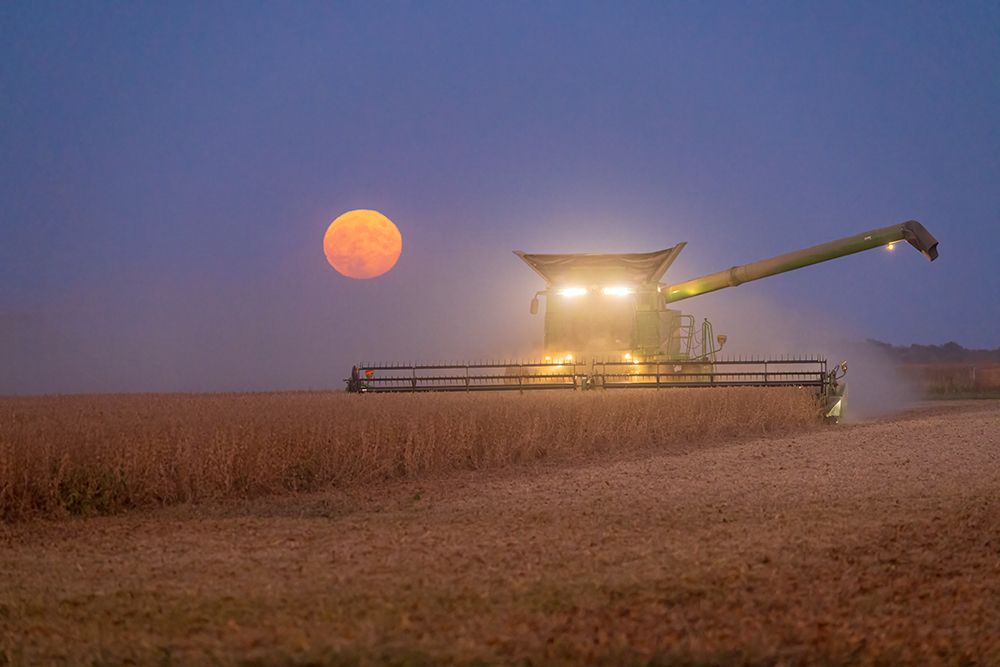 Combine harvesting soybeans as full moon rises (harvest moon)-Marion County-Illinois art print by Richard and Susan Day for $57.95 CAD