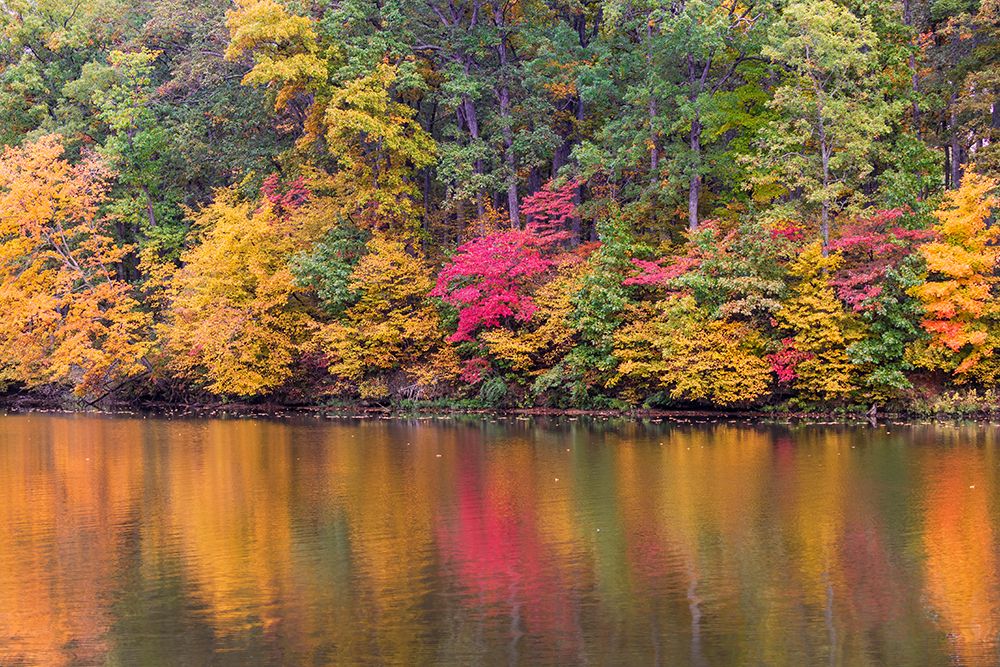 Fall color at Stephen A Forbes State Park-Marion County-Illinois art print by Richard and Susan Day for $57.95 CAD
