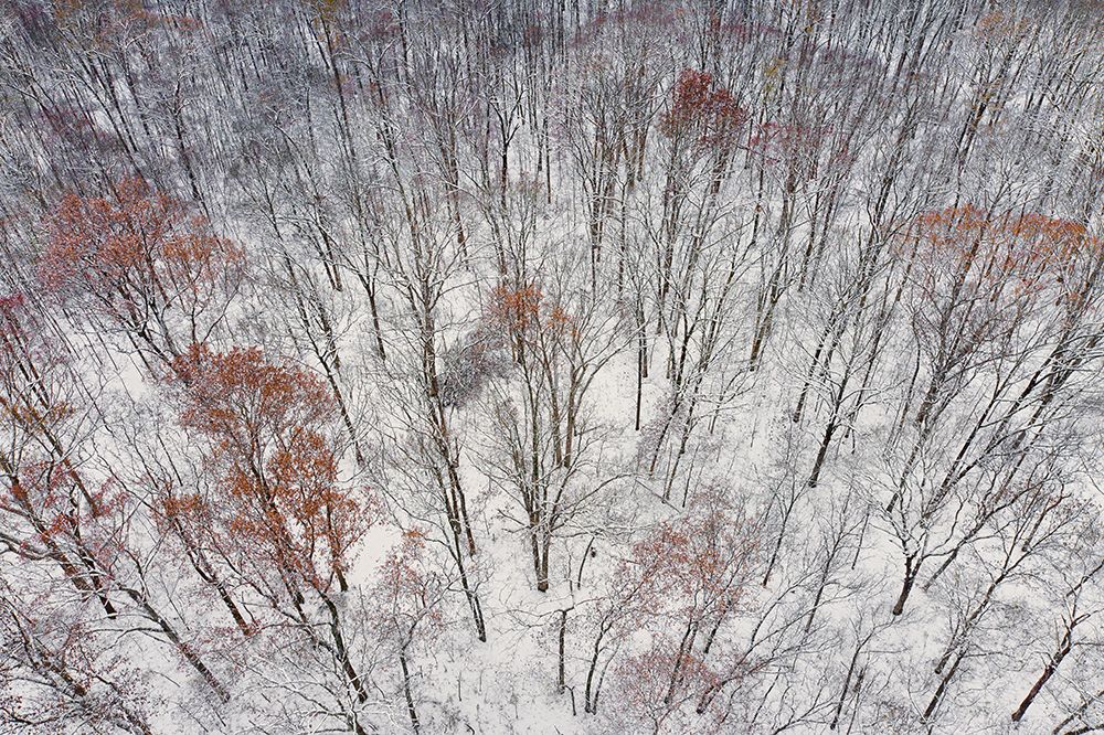 Aerial of forest after snowfall-Marion County-Illinois art print by Richard and Susan Day for $57.95 CAD