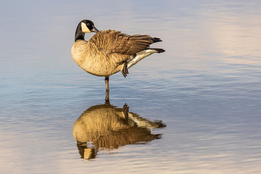 Canada goose in wetland, Marion County, Illinois. art print by Richard and Susan Day for $57.95 CAD