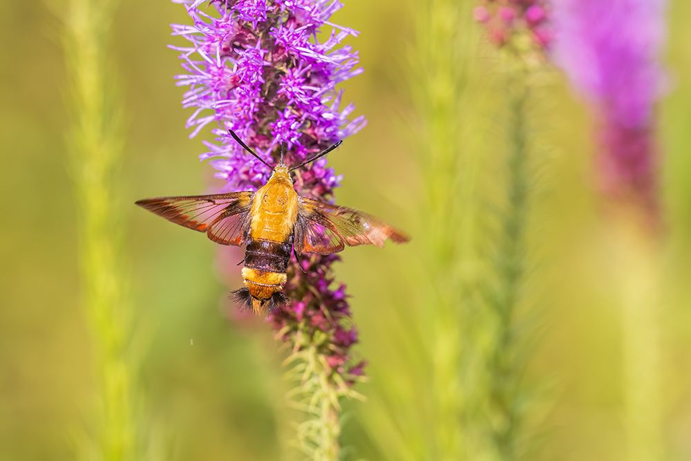 Snowberry clearwing moth on prairie blazing star, Effingham County, Illinois. art print by Richard and Susan Day for $57.95 CAD