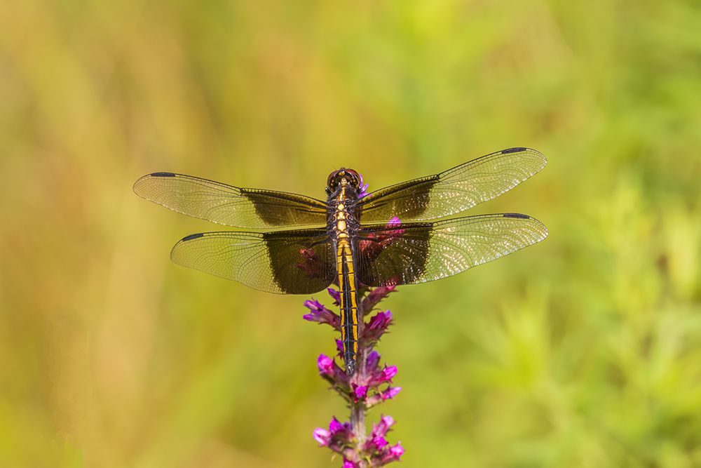 Widow skimmer, female on prairie blazing star, Rock Cave Nature Preserve, Illinois. art print by Richard and Susan Day for $57.95 CAD