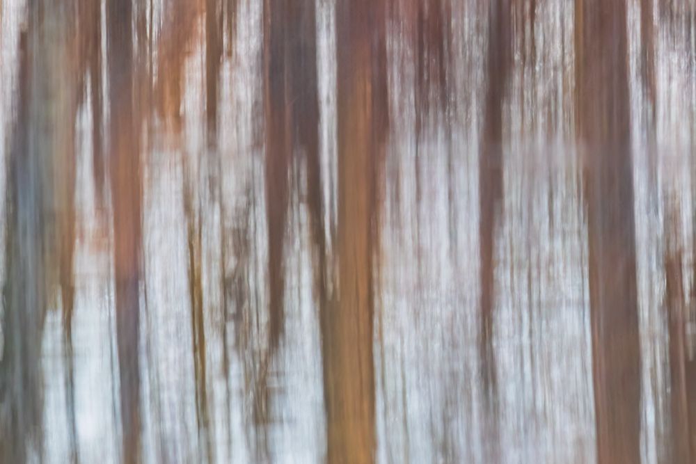 Reflection of a trees in wetland at sunset, Marion County, Illinois. art print by Richard and Susan Day for $57.95 CAD
